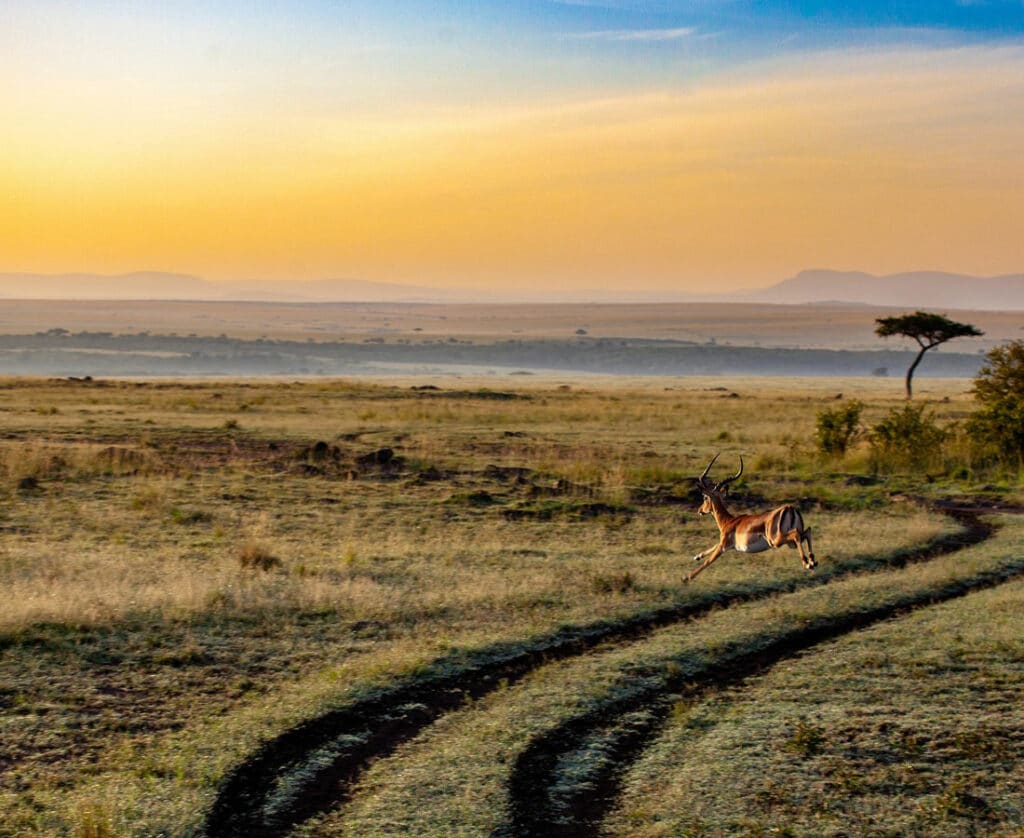 Voyager en Afrique